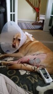 Dog Rehab after surgery