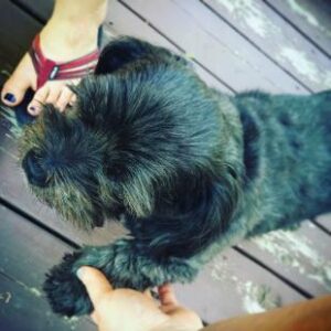 Juno Bird Dog