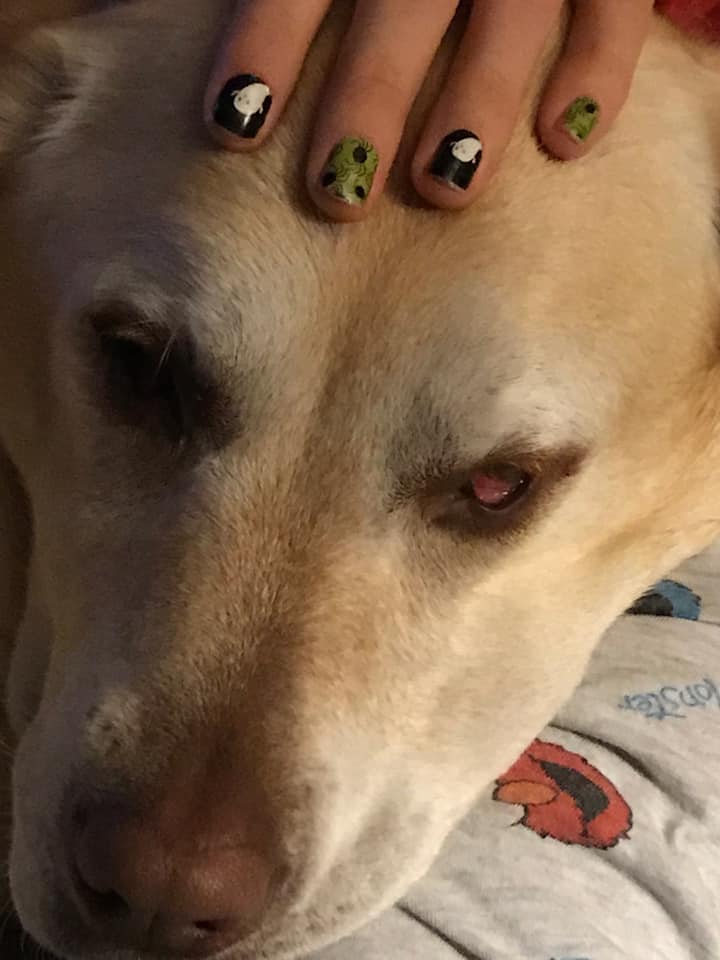 Dog receiving myofascial relase