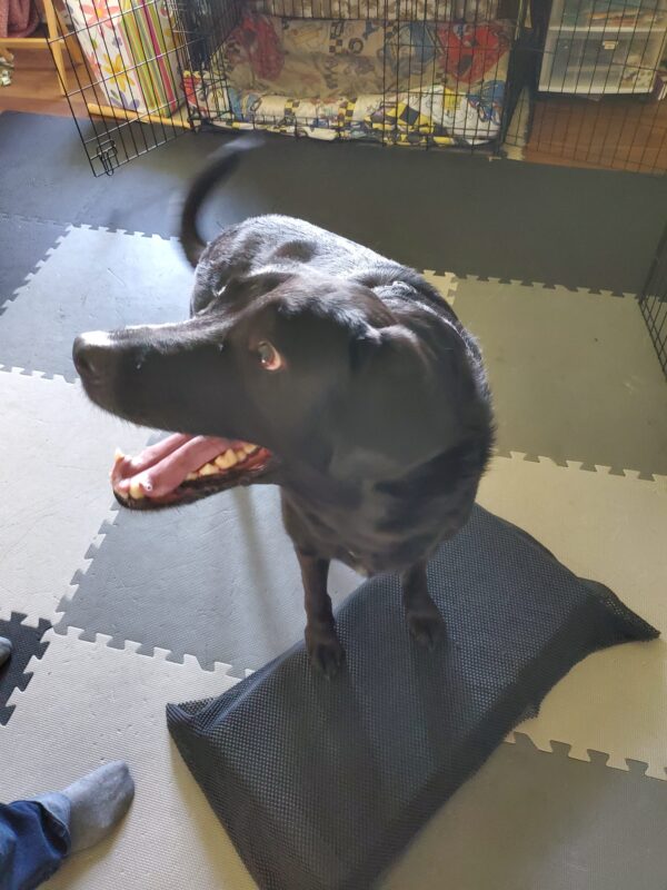 Why your dog's back legs are giving out. Pawsitively Fit Canine