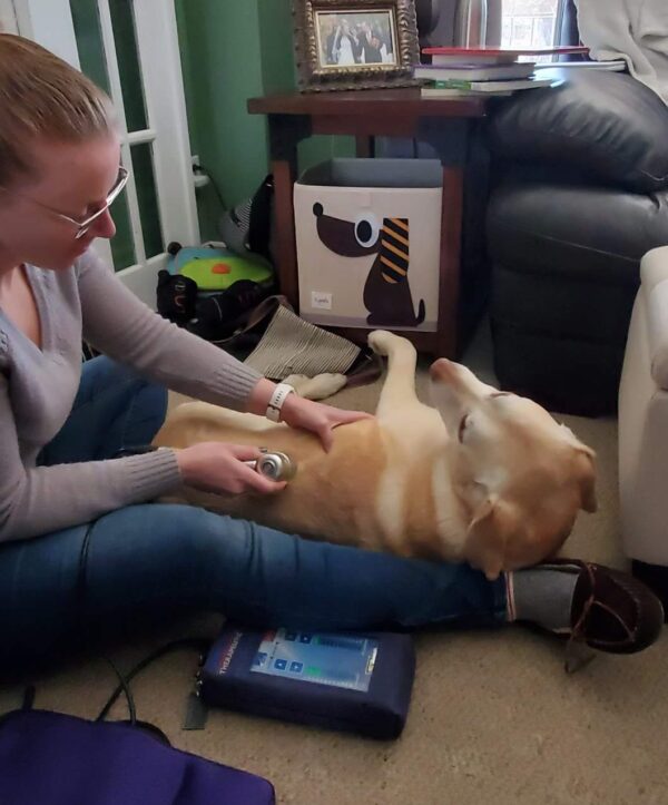 Signs of dog back pain Pawsitively Fit Canine Rehabilitation & Wellness