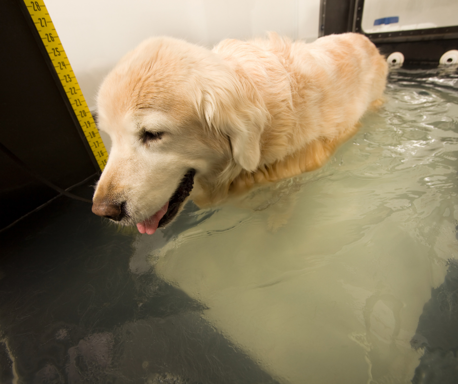 Dog on Underwater treadmill