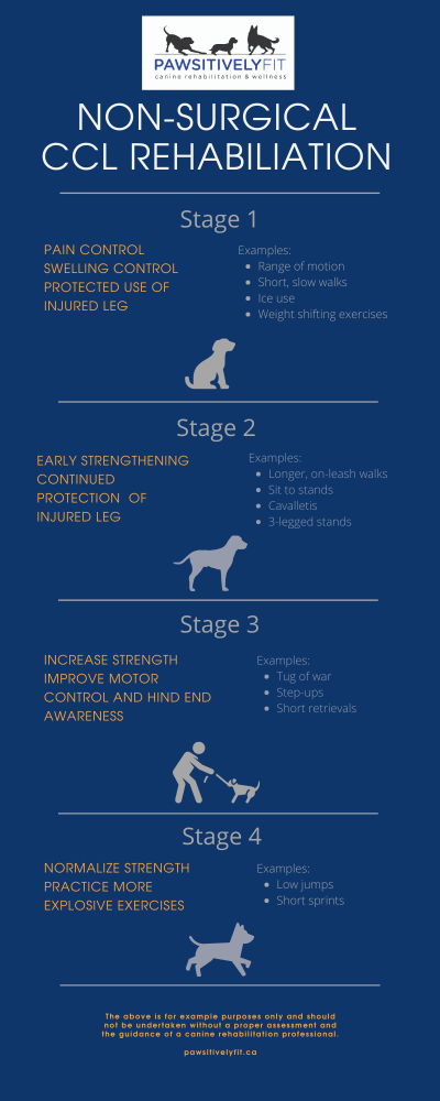 Head Trauma in Dogs - Signs, Causes, Diagnosis, Treatment, Recovery,  Management, Cost