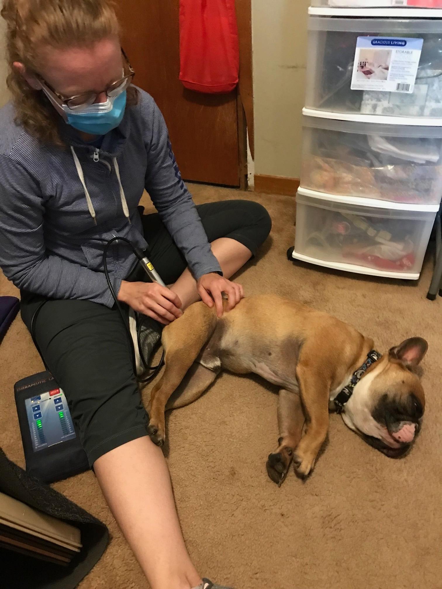 French Bulldog receiving laser therapy after surgery for IVDD Laser acupuncture for hind end weakness after IVDD surger.