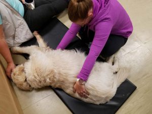 Dog receiving myofascial release