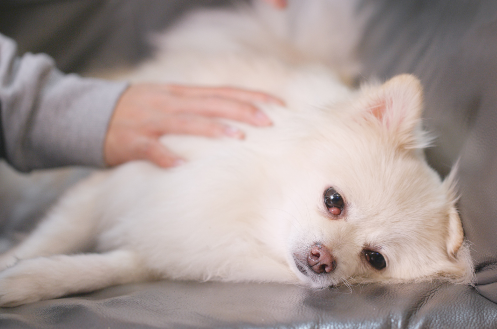 Dog having a massage