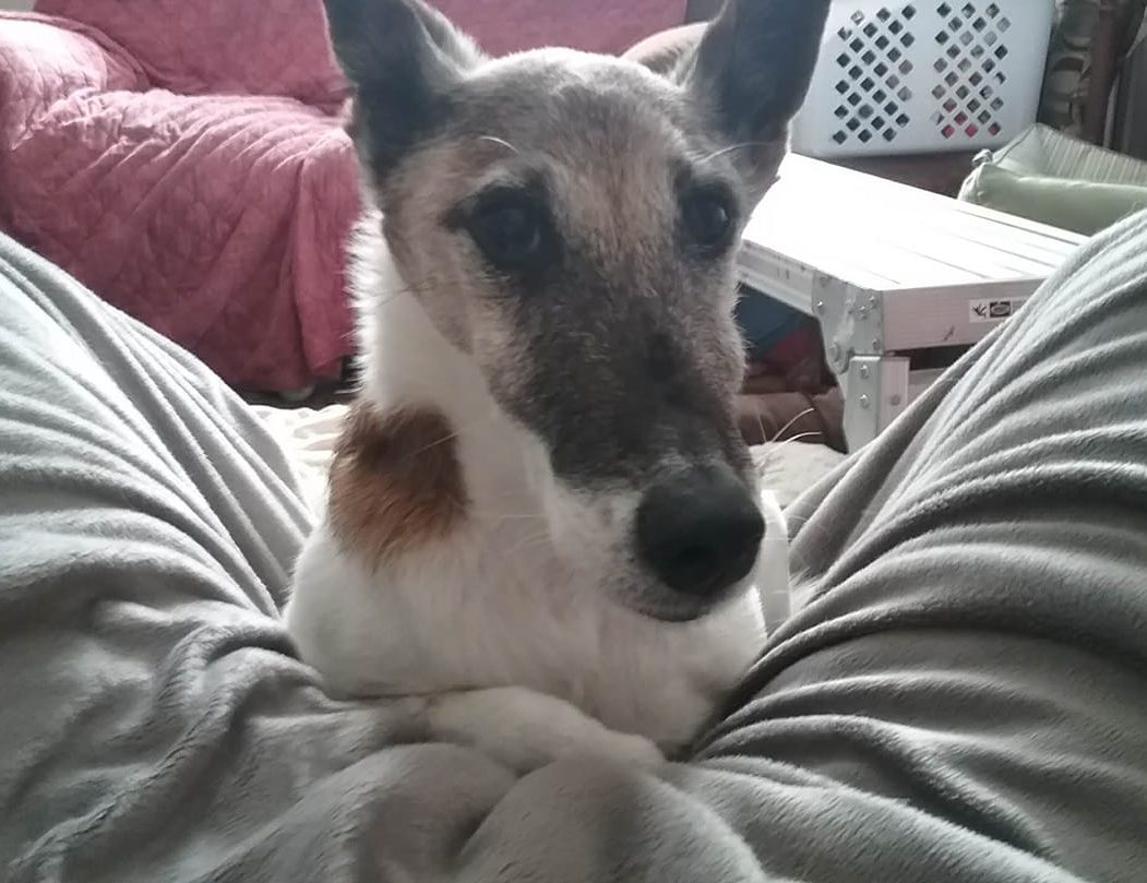 Senior Dog Take a Rest
