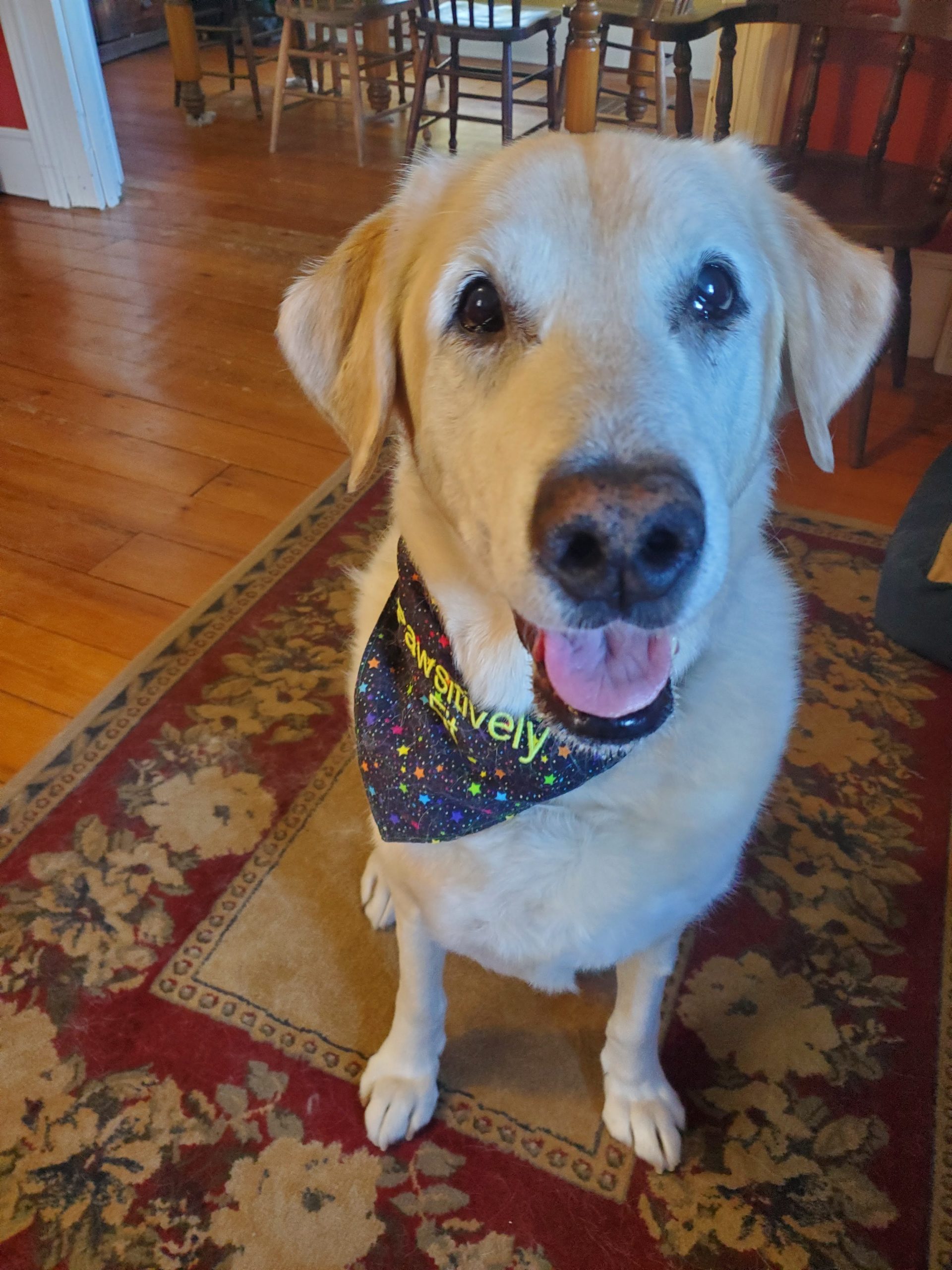 Senior Labrador Retriever