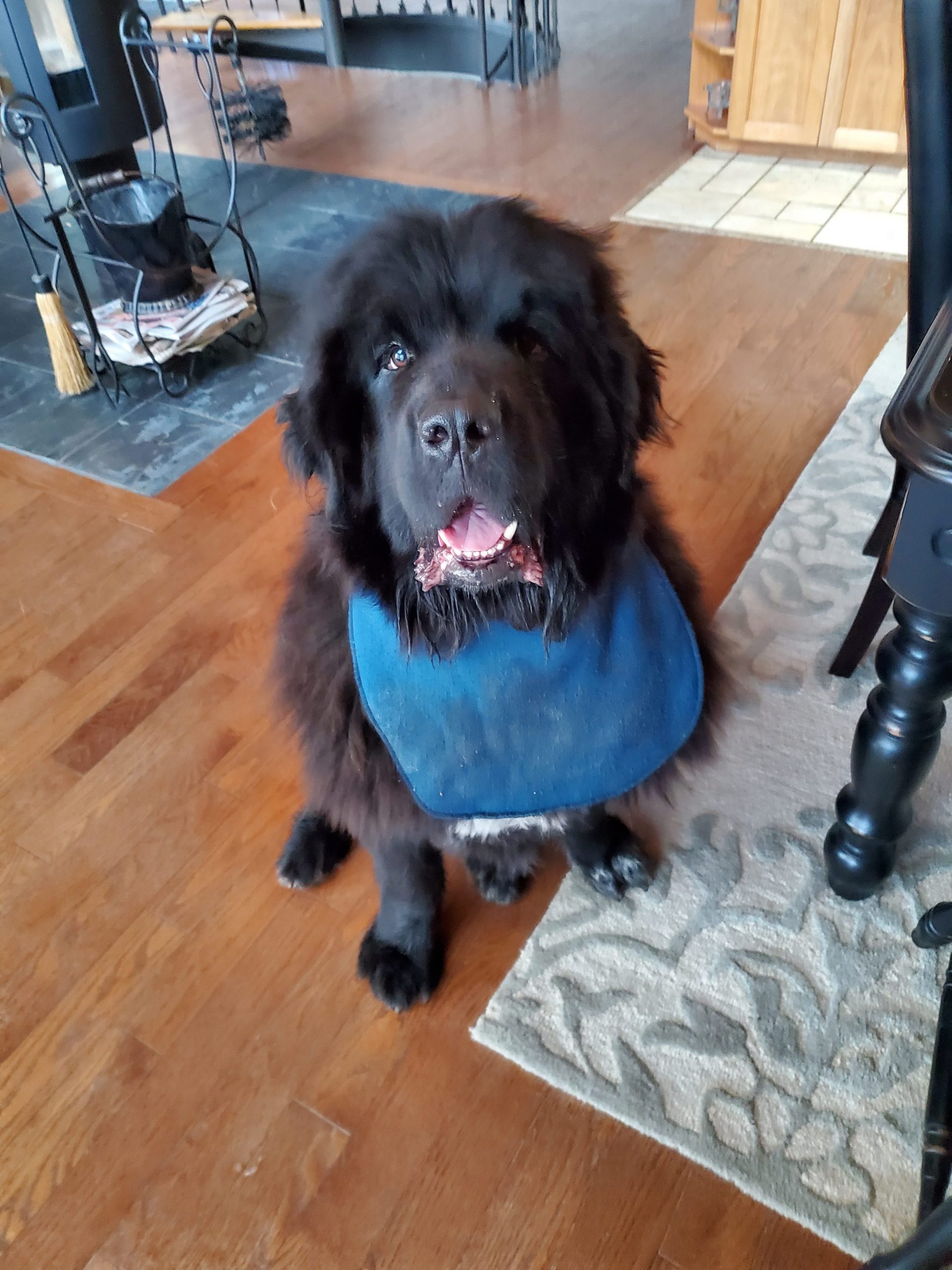 Newfoundlander with hip dysplasia
