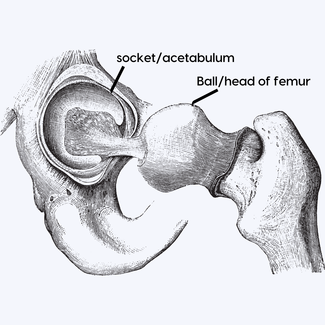 Hip Joint Anatomy