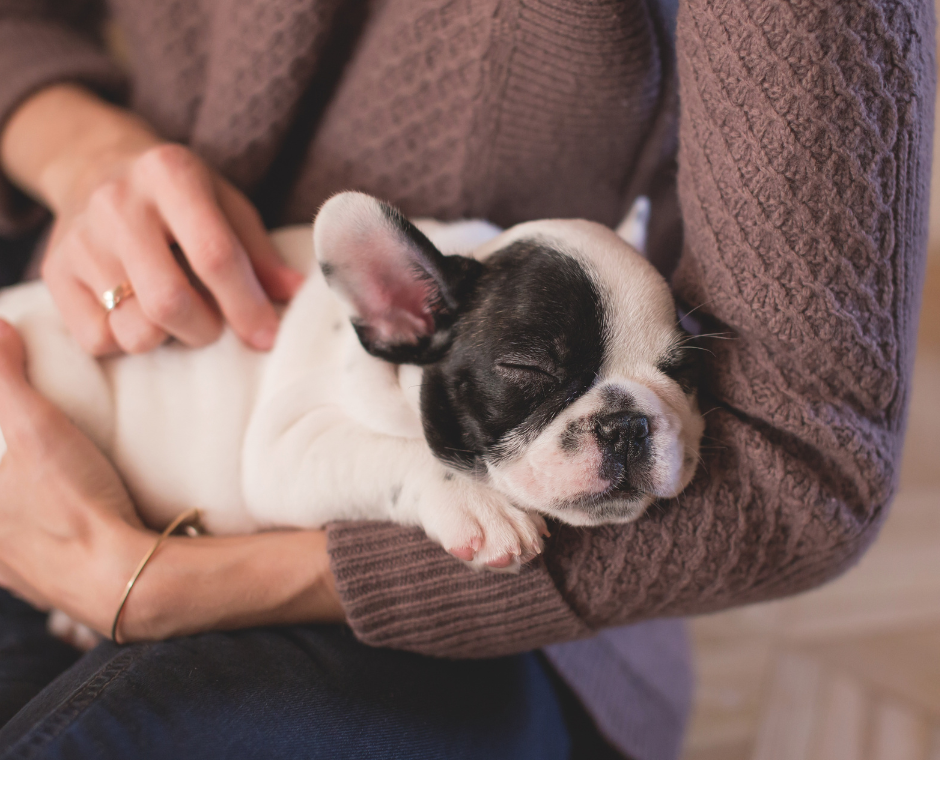 dog sleep Sleeping puppy