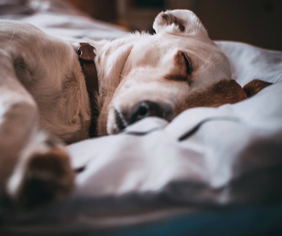 dog sleep Dog sleeping