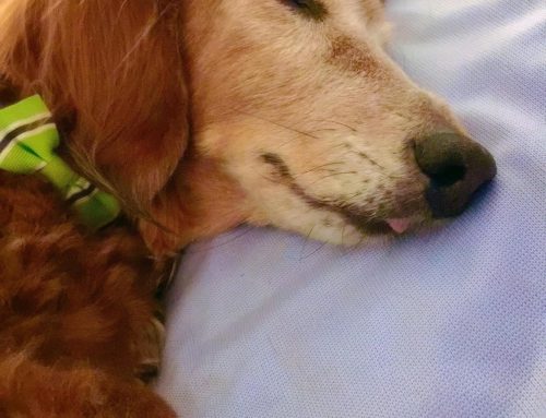 How much should your dog sleep?