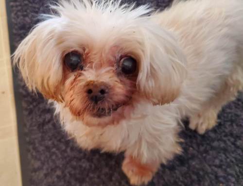 What are the most common conditions Pawsitively Fit sees?