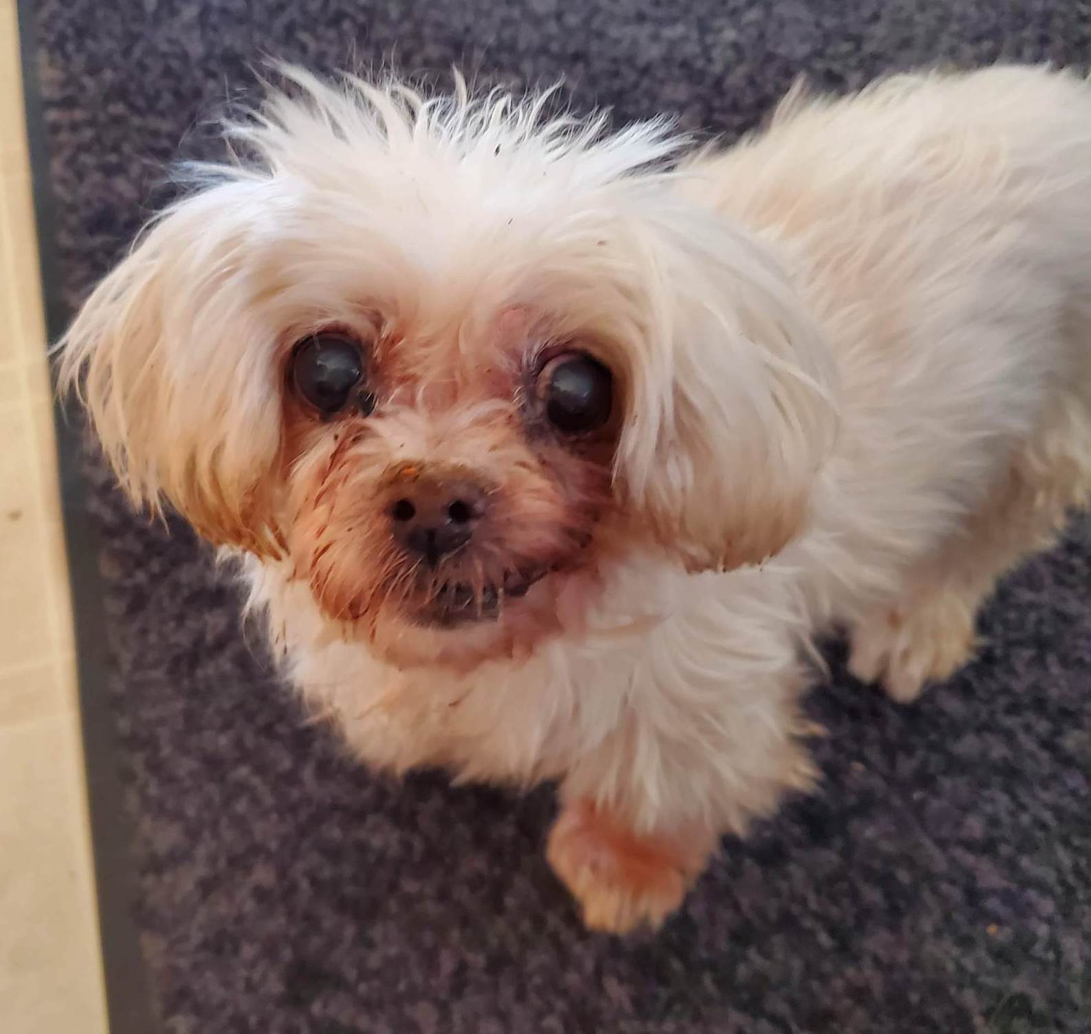 20211221_142225 (1) Valey with luxating patella and CCL tear