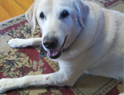 Unlocking Hope: Canine Cognitive Dysfunction and How Rehabilitation Can Restore Your Senior Dog’s Vitality