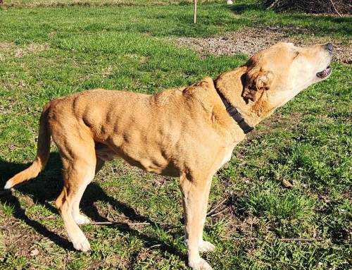 You NEED to recognize these posture changes.  Your dog is in pain.