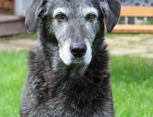 Does your dog have any of these body changes due to pain?