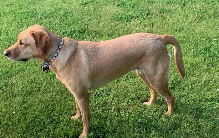 Banshee with limber tail