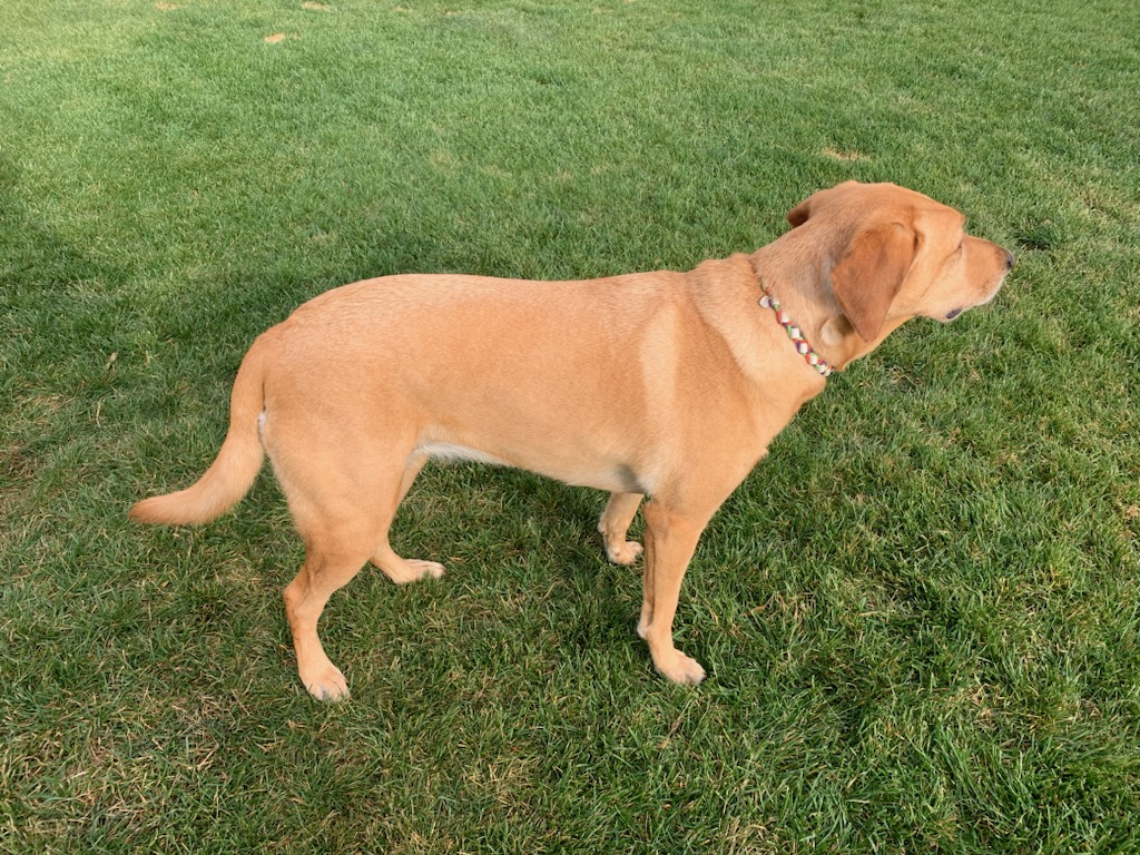 Banshee Normal Tail