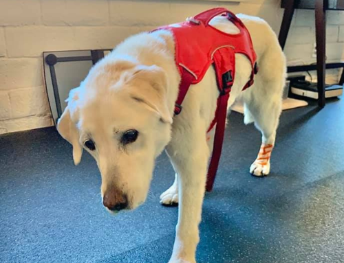 My Senior Dog Suddenly Can’t Stand — Could It Be Vestibular Disease?