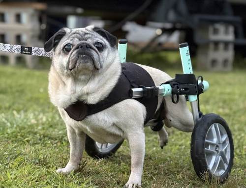 How do I know if my dog needs a wheelchair?
