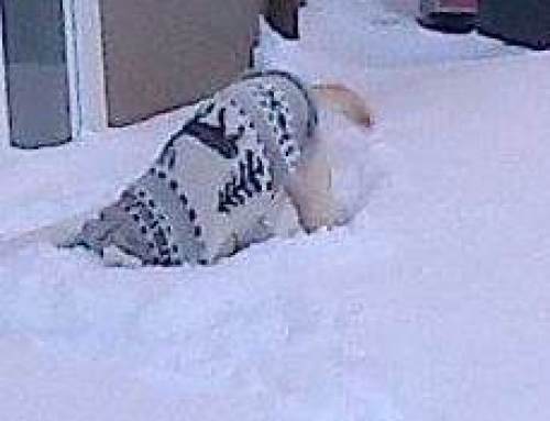 Does Winter Weather Make Dogs More Stiff or Sore? What Cold Season Can Do to Pain & Mobility (Including Osteoarthritis)